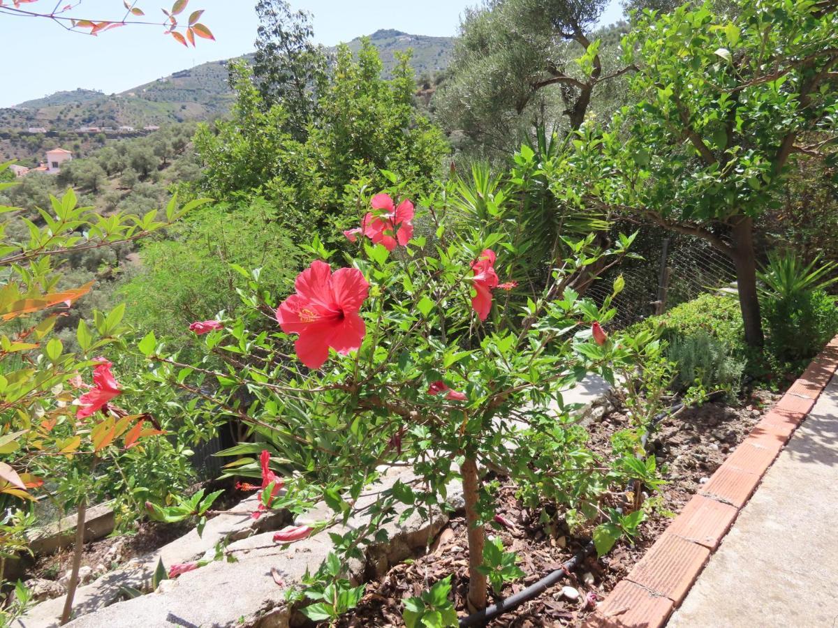 Finca Flor Canillas de Albaida Buitenkant foto